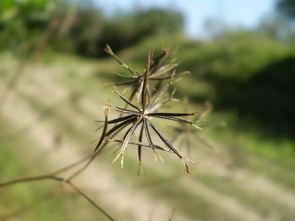 Tribulus